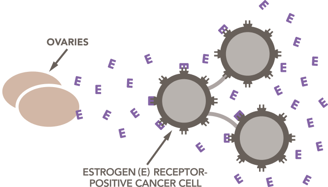 Illustration of how ovaries release estrogen that fuels estrogen receptor-positive cancer cells