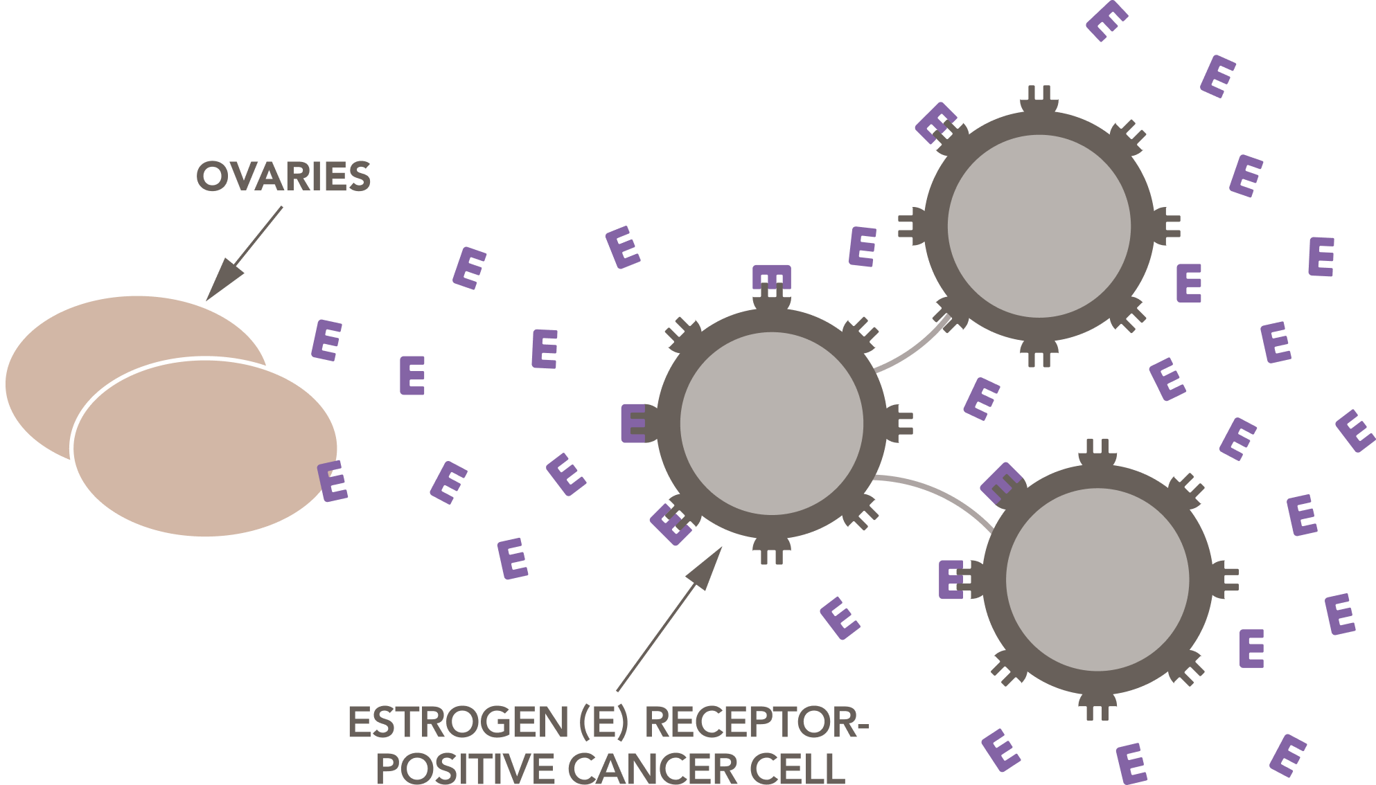 Illustration of how ovaries release estrogen that fuels estrogen receptor-positive cancer cells