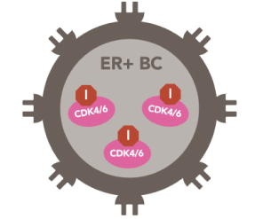 Illustration of how ZOLADEX reduces estrogen made by the ovaries and aromatase inhibitors reduce estrogen made by other tissues